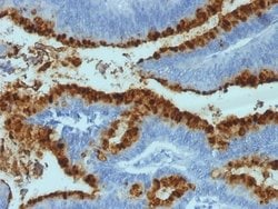 Fucosyltransferase 3/FUT3 Mouse anti-Human, Guinea Pig, Clone: 2-25LE;
